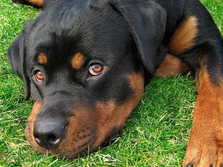 chien rottweiler